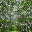 탐라전설 | 제주 혼인지 수국 개화 후기, 시즌이 지나도 아름다운 제주 산책 명소