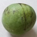 망고비어 이미지