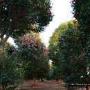 동백농원 이미지