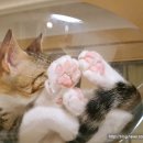 고양이 발바닥 이미지