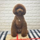 강사모백화점 이미지