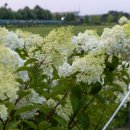 한강시민공원(한강둔치꽃단지) 이미지