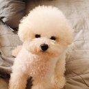 메씨엘리 이미지