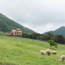 무등산양떼목장 이미지