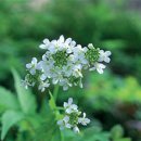 [2월 3일 탄생화] 황새냉이(Cardamine) : 그대에게 바친다 이미지