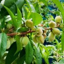 미숙식품 이미지