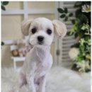 우리동네펫샵 이미지