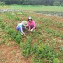 현아네 농장 이미지