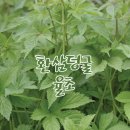 건강한삼