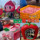 샘마을2길 26 (1) | 2026 논산딸기축제 1일차 후기, 오픈런 안하면 100% 후회 ( 꿀팁 총정리 )