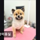 멍멍미용실 이미지