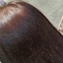 5년째 단골♥︎상도동 지플랜헤어 진심후기☺내돈내산#여자염색