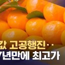 과일 값 고공행진.. 귤 27년만에 최고가 이미지