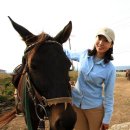 방울풍뎅이 이미지