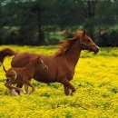 칠갑산 목장 이미지