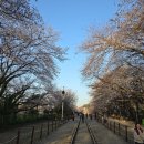 CU진해경화중앙점 | 경남 진해 경화역 벚꽃 직접 다녀 온 후기 분위기는 이렇습니다