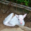 진사슴농장 이미지