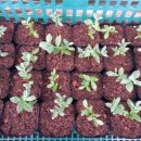 용토목장 이미지