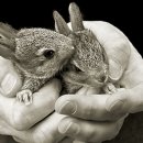 두마리토끼 이미지