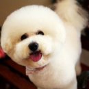 더사랑할개 이미지