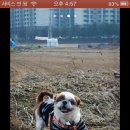 똑똑하개 이미지