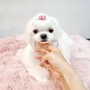 몽트라슈 이미지