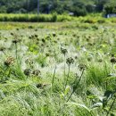 새벽별 민박 이미지