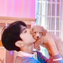 강아지나라 이미지