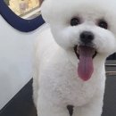 개똥이 애견샵 이미지