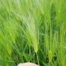 윤평원농장 | 고창시티투어버스 고창 읍성 청보리밭 가즈아~