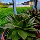 쿤타킨테 이미지