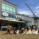 드림애견학교 이미지