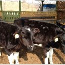 건지목장 이미지