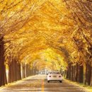 은행나무 이미지