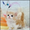 더 반려 강아지분양 고양이분양 잠실본점 이미지