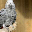 앵무새동물원 이미지