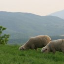 곰실목장 이미지