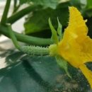 진리오이 이미지