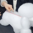 화이트애견