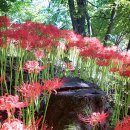 불갑사관광지 이미지