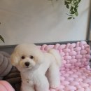 제이앤제이애견