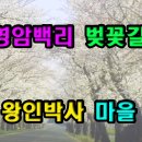 백리벚꽃길 티스토리