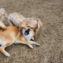 콩자반 애견유치원 이미지