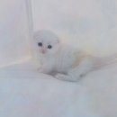 천안고양이 분양 퍼스트캣 본점 | 전문가의 관리 아래 건강한 공주먼치킨분양의 시작, 천안고양이분양 퍼스트캣 본점