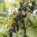 신무농장 이미지