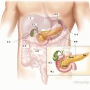 췌장, 쓸개, 비장 등 장기 해부도 췌장(膵臟), 이자(胰子) 이미지