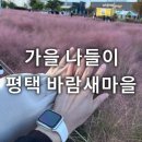 바람새마을 | 평택 핫플 바람새마을 축제 솔직후기 가을 나들이 커플가볼만한곳 핑크뮬리 포토존