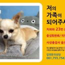 히플독 이미지