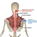 해부학적 운동 군자점 이미지