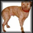 Awesome kennel 이미지